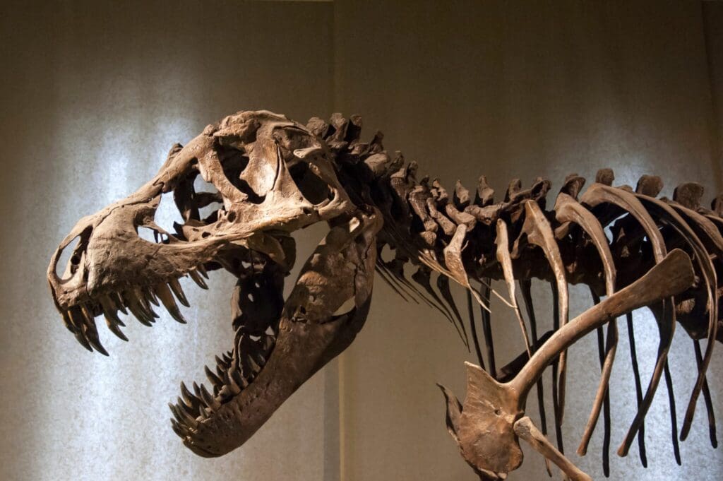 Tyrannosaurus rex skeleton exhibit against a light-colored curtain backdrop. The dinosaurs large jaws are open, showcasing an array of sharp teeth. The ribcage and spine are prominently displayed, highlighting its structure and size.