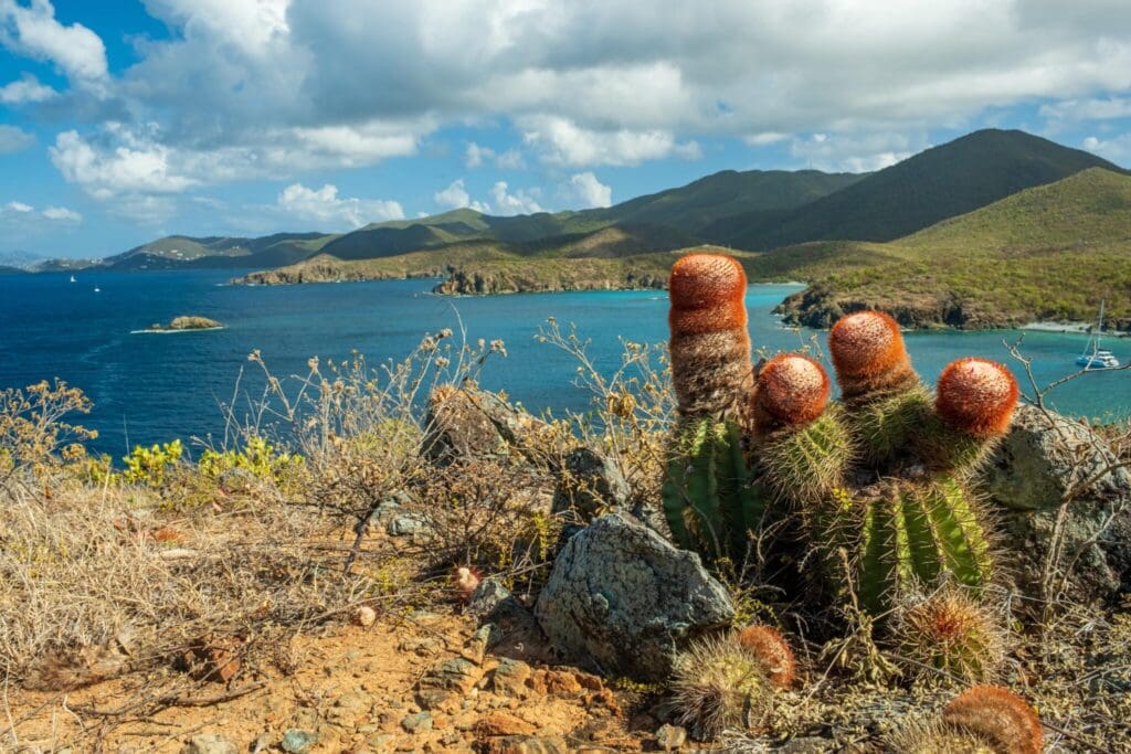 A scenic view of a coastal landscape featuring cacti with red tops in the foreground. Beyond, the turquoise sea stretches to meet lush green hills under a partly cloudy sky. Several small islands dot the horizon.