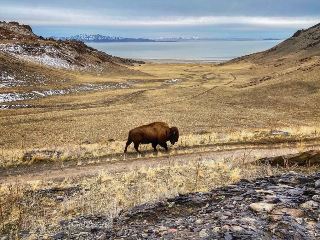 Antelope Island State Park.