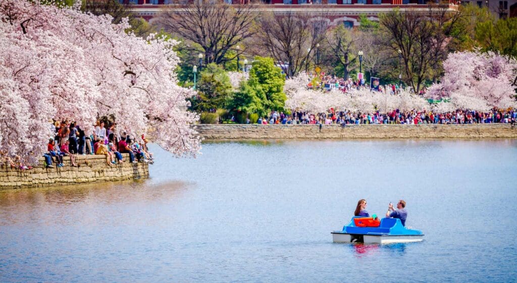 A couple paddles a blue boat on a lake surrounded by cherry blossom trees in full bloom. Crowds gather along the stone embankment and in the distance, enjoying the spring scenery.