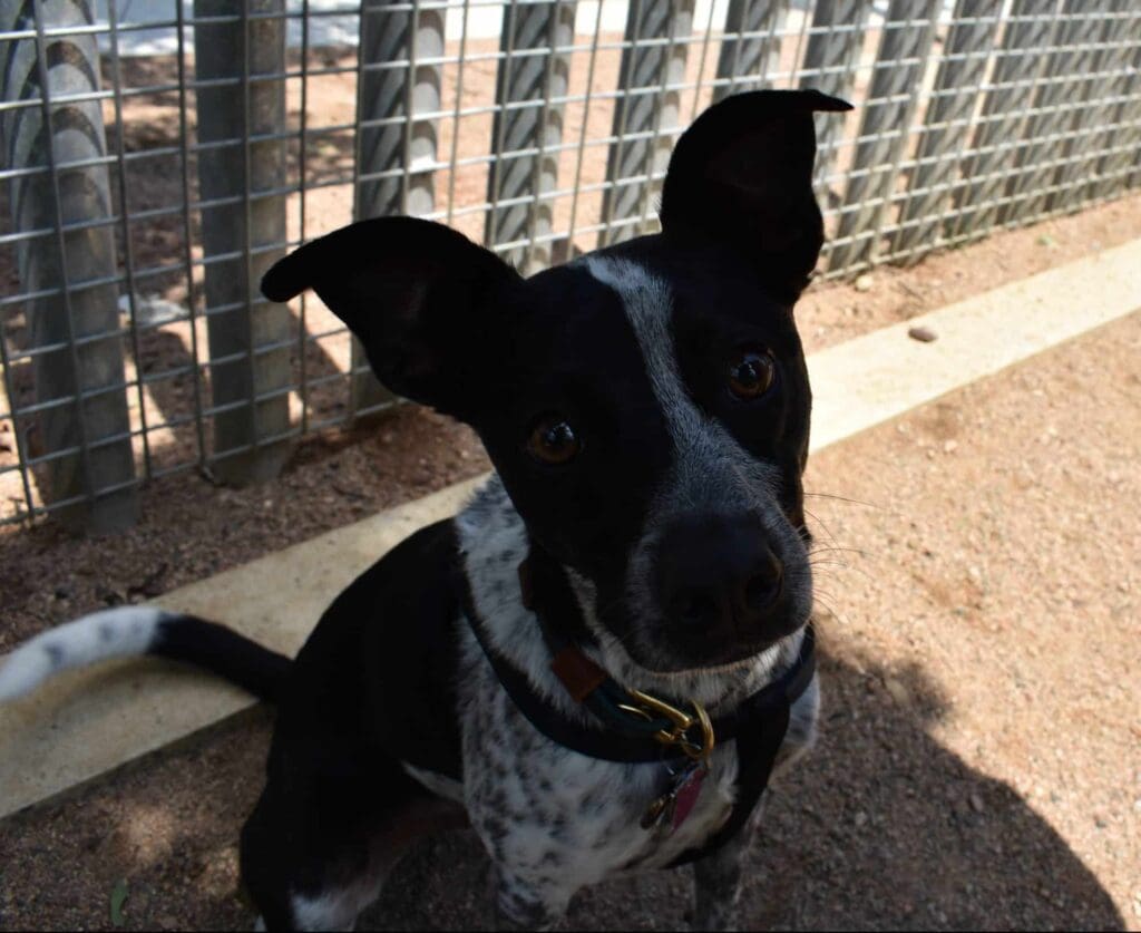 Dogs play in the lake at White Rock Lake