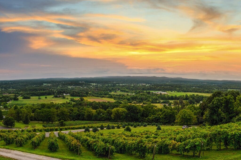 A panoramic view of a lush vineyard stretches under a vibrant sunset. The sky is painted in hues of orange, pink, and blue. Rows of grapevines are visible in the foreground, with a vast landscape and distant hills in the background.