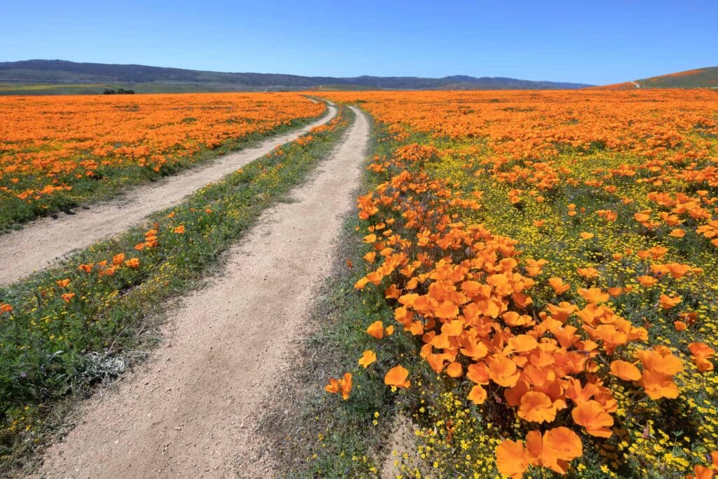 Antelope Valley California Poppy Reserve.