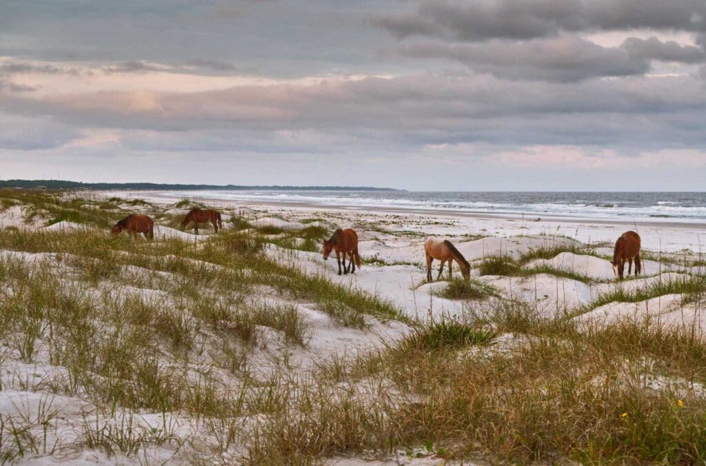 Cumberland Island: a serene landscape and seascape with a group of red brown wild horses leisurely grazing on the white sandy beach of Cumberland Island National Seashore in diffused lighting