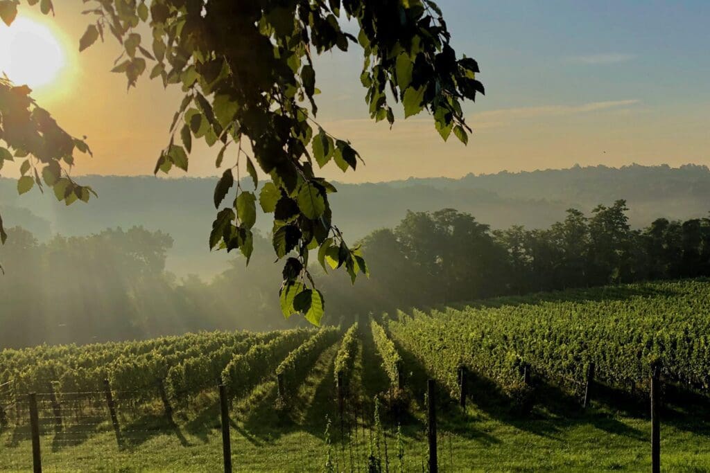 Sunrise over a vineyard, with early morning light streaming through tree leaves in the foreground. Neat rows of grapevines stretch across the landscape under a clear sky, with misty hills in the distance.