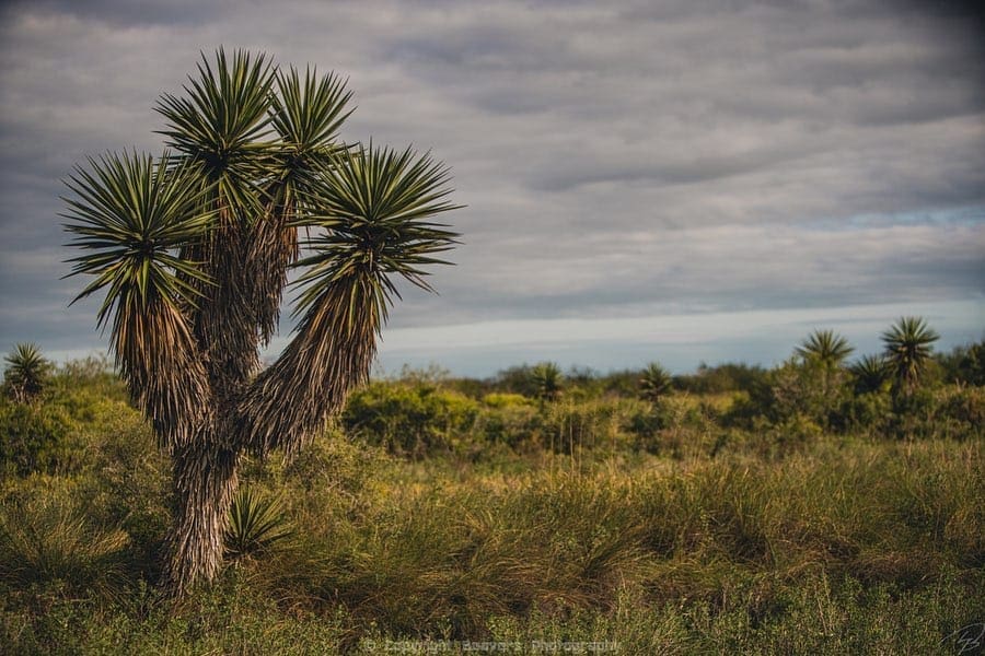 Laguna Atascosa National Wildlife Refuge