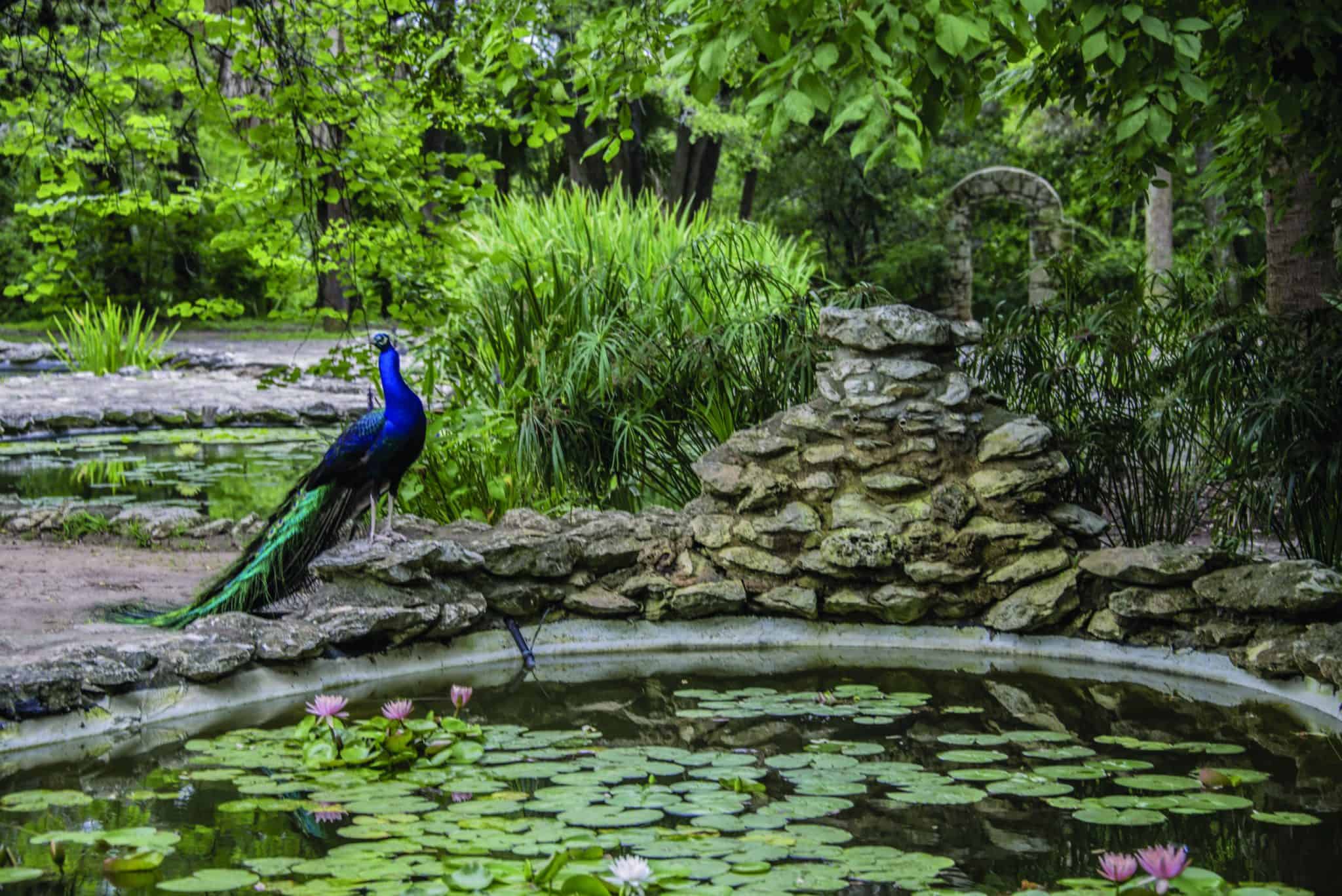 A vibrant peacock stands on a rock beside a small pond with water lilies. The scene is lush with various green plants and trees in the background, creating a serene and natural environment.