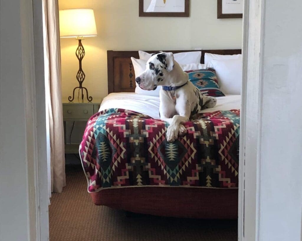 Pet friendly hotel.
