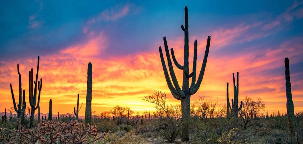 A desert landscape with tall cacti silhouetted against a vibrant sunset. The sky is filled with orange, pink, and purple hues, casting a warm glow over the sparse vegetation.