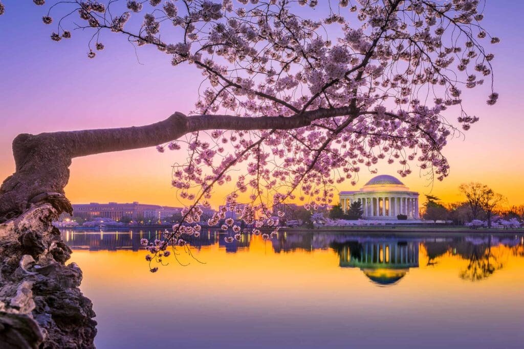 A serene sunrise over the Tidal Basin in Washington, D.C., with cherry blossoms in the foreground. The Jefferson Memorial is reflected in the calm water, and the sky is a gradient of purple and orange hues.