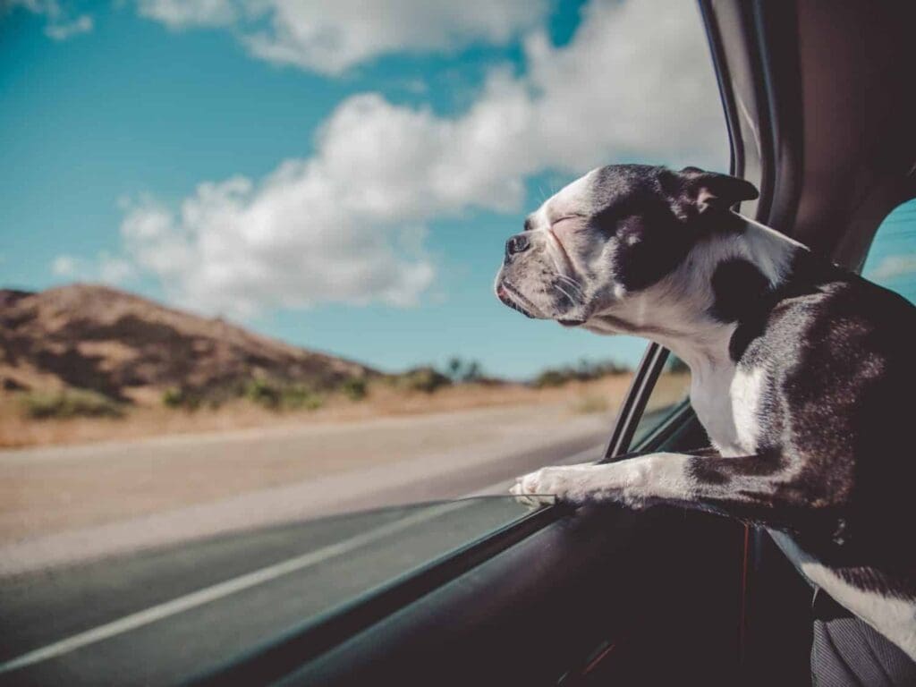 Dog friendly travel destinations