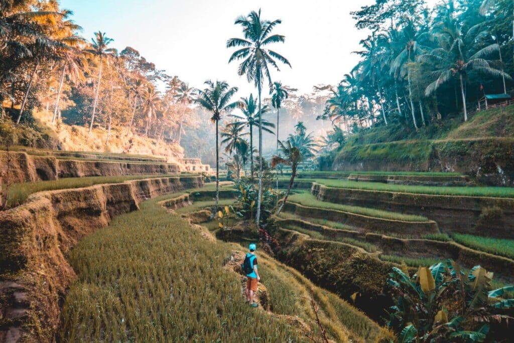 A person stands in a lush, terraced rice field surrounded by tall palm trees. The landscape is vibrant with greenery and softly lit by the sun. Mist lingers in the distance, creating a serene and peaceful scene.