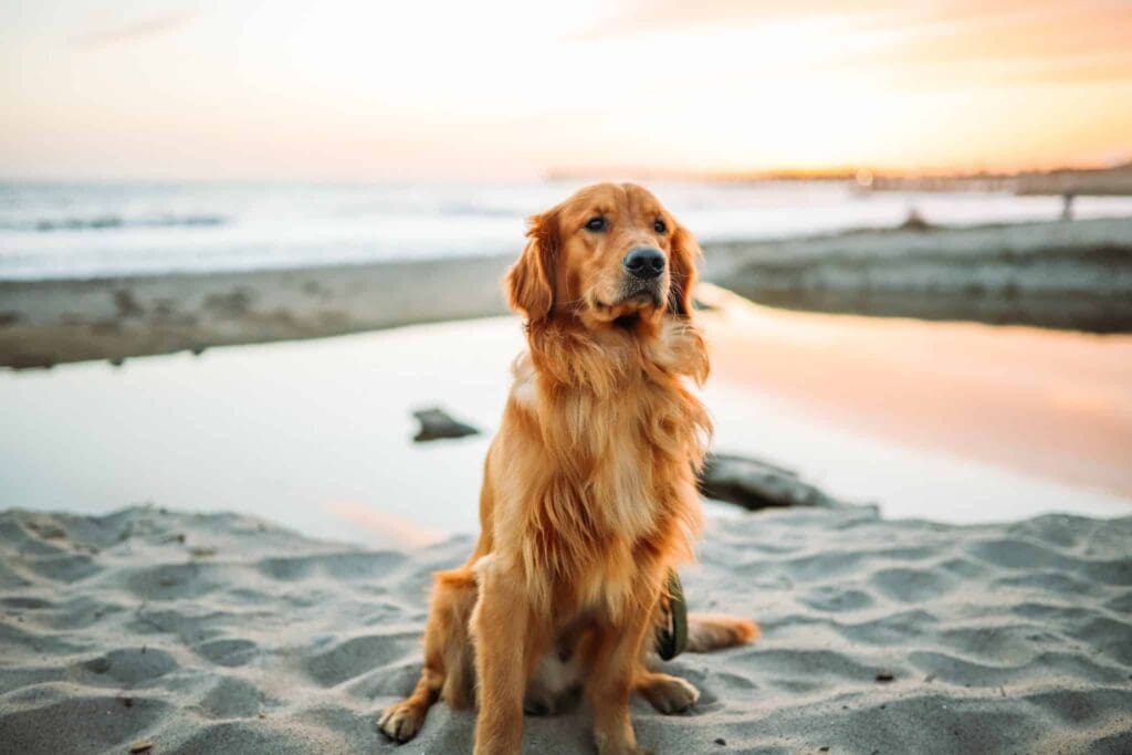 A golden retriever sitting on the beach