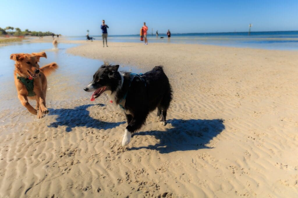 Two dogs playfully running on a sandy beach with shallow water. A brown dog and a black and white dog appear joyful, casting shadows on the sand. People are visible in the background near the water under a clear blue sky.