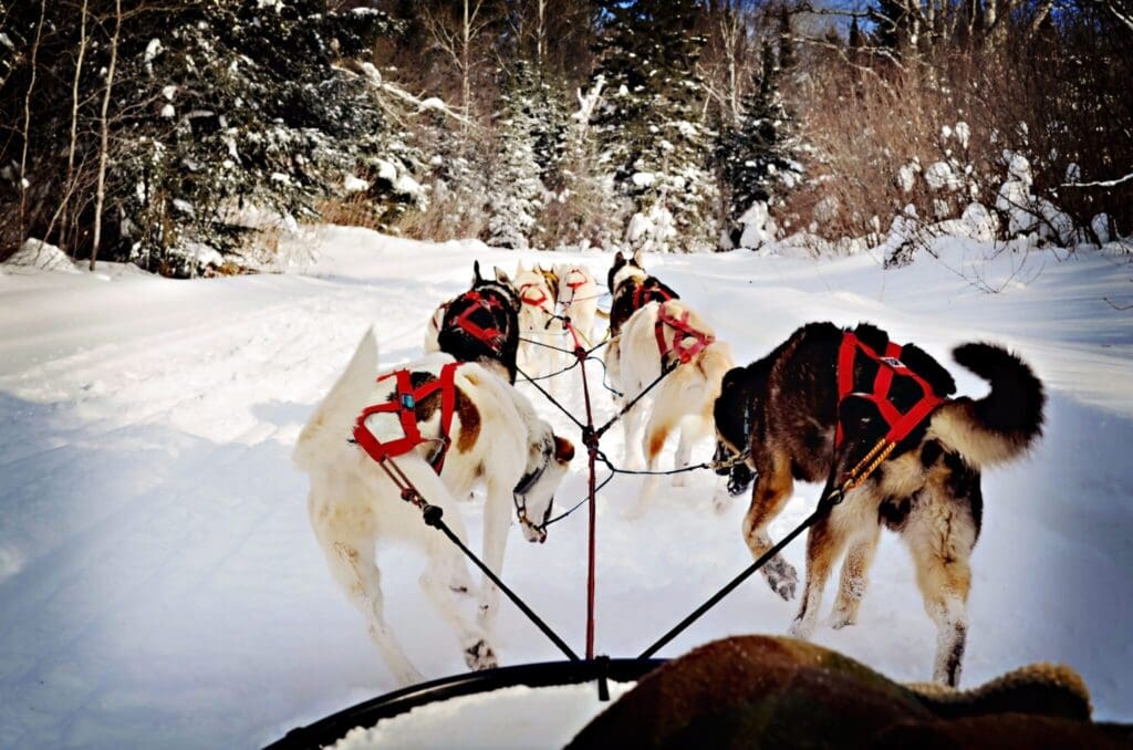 A team of six sled dogs pulls a sled through a snowy forest trail. The dogs are harnessed in pairs, surrounded by trees covered in snow. The sky is clear, indicating a bright, cold day.