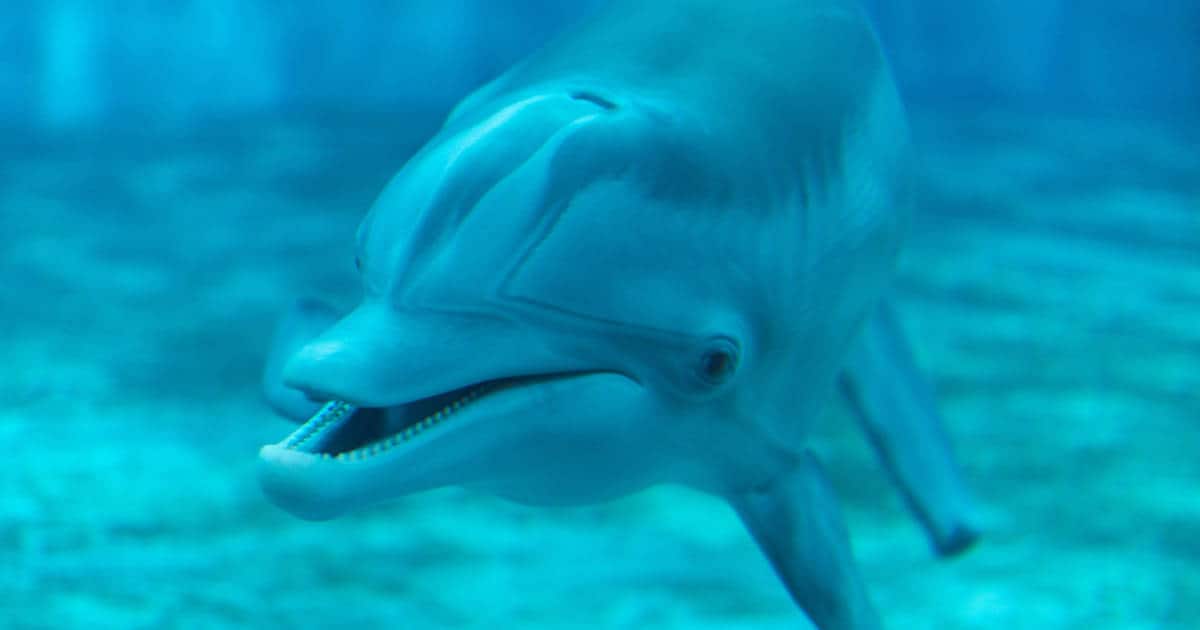 A dolphin swims underwater, its body angled towards the camera. The dolphins mouth is partially open, revealing its teeth, and its eyes appear focused forward. The ocean background is a deep blue, highlighting the dolphins smooth, sleek form.