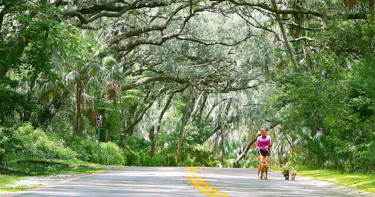 A person walking two dogs on a tree-lined road. Tall trees with sprawling branches and hanging moss create a canopy over the street. Lush greenery fills the scene, and sunlight filters through the leaves, casting dappled shadows on the pavement.