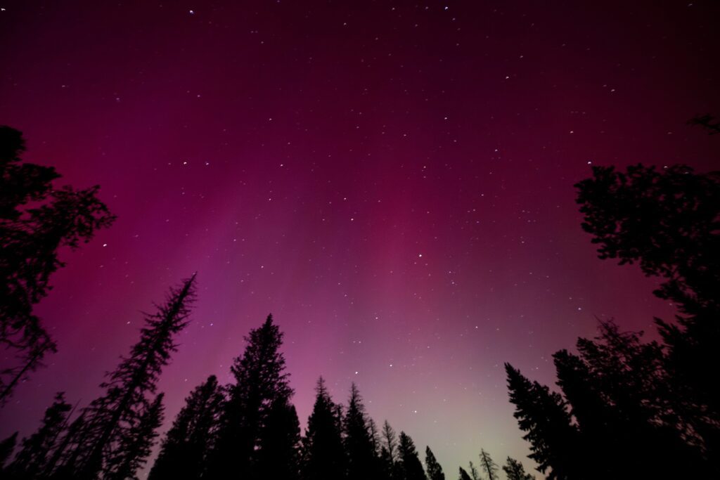 A night sky glows purple and green with the aurora borealis above a silhouette of tall pine trees, scattered stars visible across the colorful backdrop.
