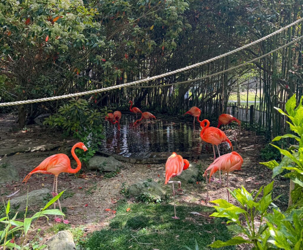 A group of bright pink flamingos stands and wades near a small pond, surrounded by lush greenery and shaded by trees, with sunlight filtering through. A rope barrier runs along the scene.