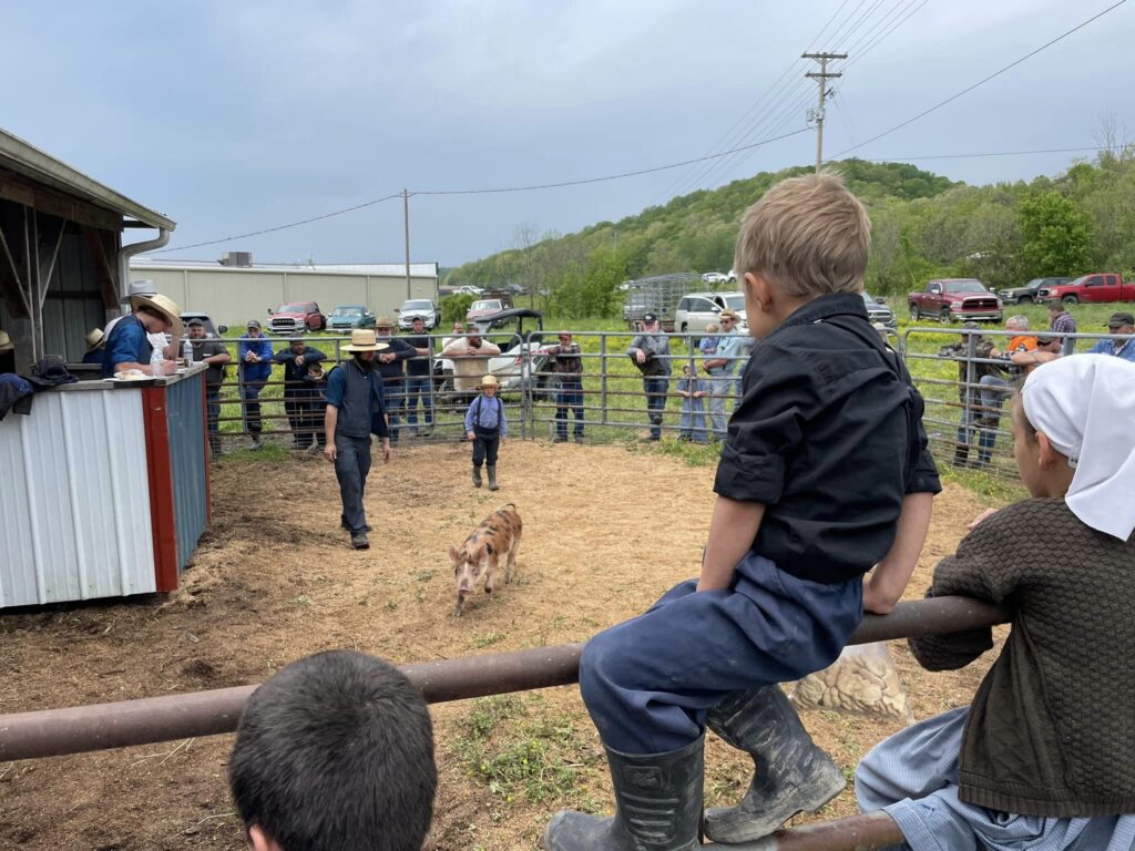 A group of people watch as two piglets run in a fenced dirt pen. A young boy in boots sits on the fence, and adults and children, some in traditional clothing, observe the scene. Cars and green hills are in the background.