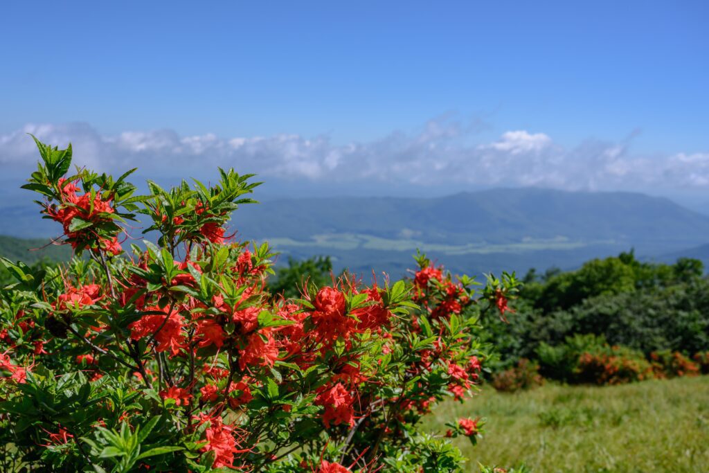 Bright red-orange azalea flowers bloom in the foreground, with green shrubs and a scenic background of rolling mountains, grassy hills, and a blue sky with scattered clouds.