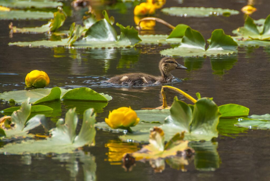 A duckling swims in a pond surrounded by green lily pads and yellow water lilies, reflecting on the calm water.