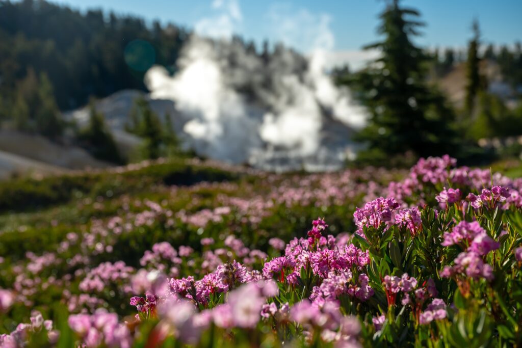 Pink wildflowers in the foreground with steam rising from geothermal vents and pine trees in the background under a clear blue sky.