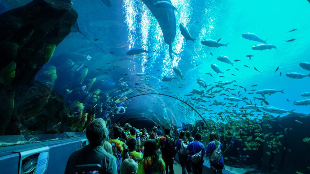 A crowd of people walks through a glass tunnel in a large aquarium, surrounded by swimming fish and marine life overhead, with blue water illuminated by light from above.