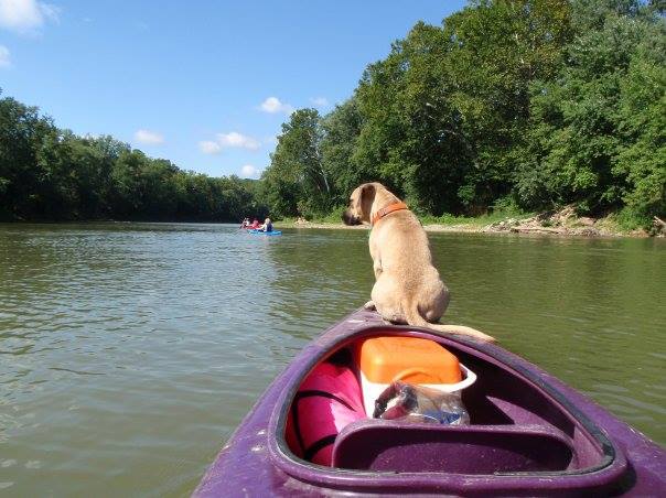 A dog sits at the front of a purple kayak on a river, looking ahead. Trees line the riverbanks under a blue sky, and another kayak with people is visible in the distance.