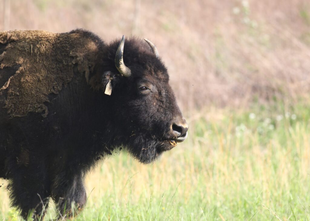 A close-up of a bison standing in tall grass, facing right. The background is blurred, showing natural vegetation. The bisons fur is dark and shaggy, and one horn is clearly visible.