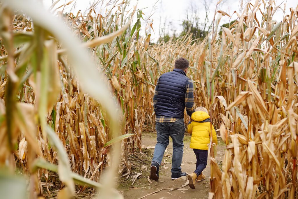 A man and a child, both seen from behind, walk through a corn maze. The man wears a blue vest and jeans, while the child wears a bright yellow coat. The corn stalks are tall and dry, surrounding the path.