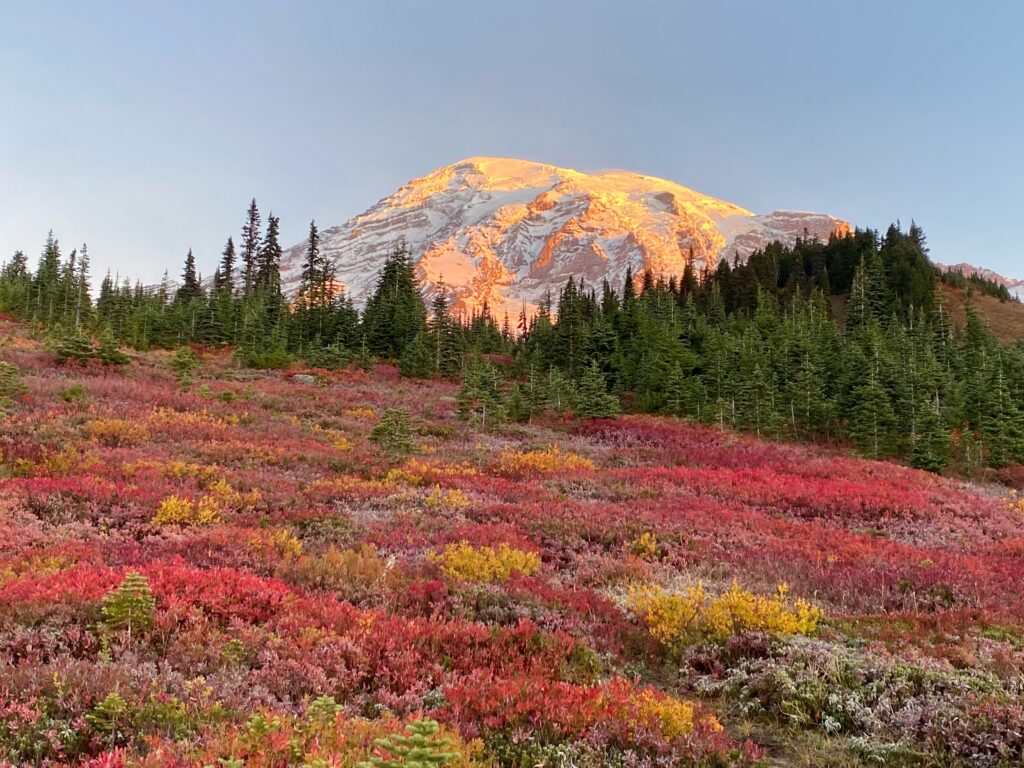 Snow-capped mountain peak glows with sunlight above a forest and a field of red, yellow, and purple wildflowers under a clear sky.