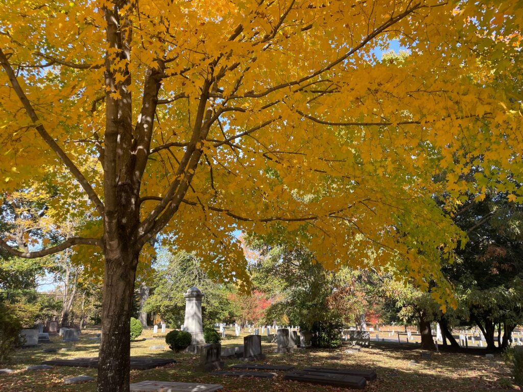 Cemetery scene with headstones and large tree with yellow autumn leaves under clear sky.