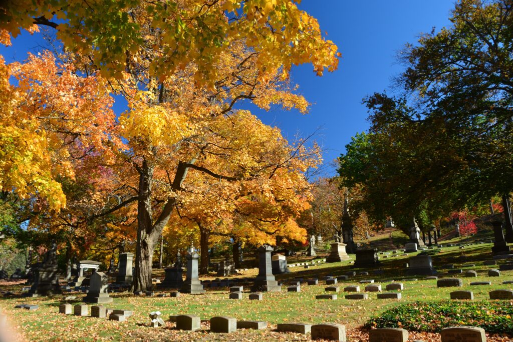 A cemetery with rows of headstones and large trees with vibrant autumn foliage under a clear blue sky.