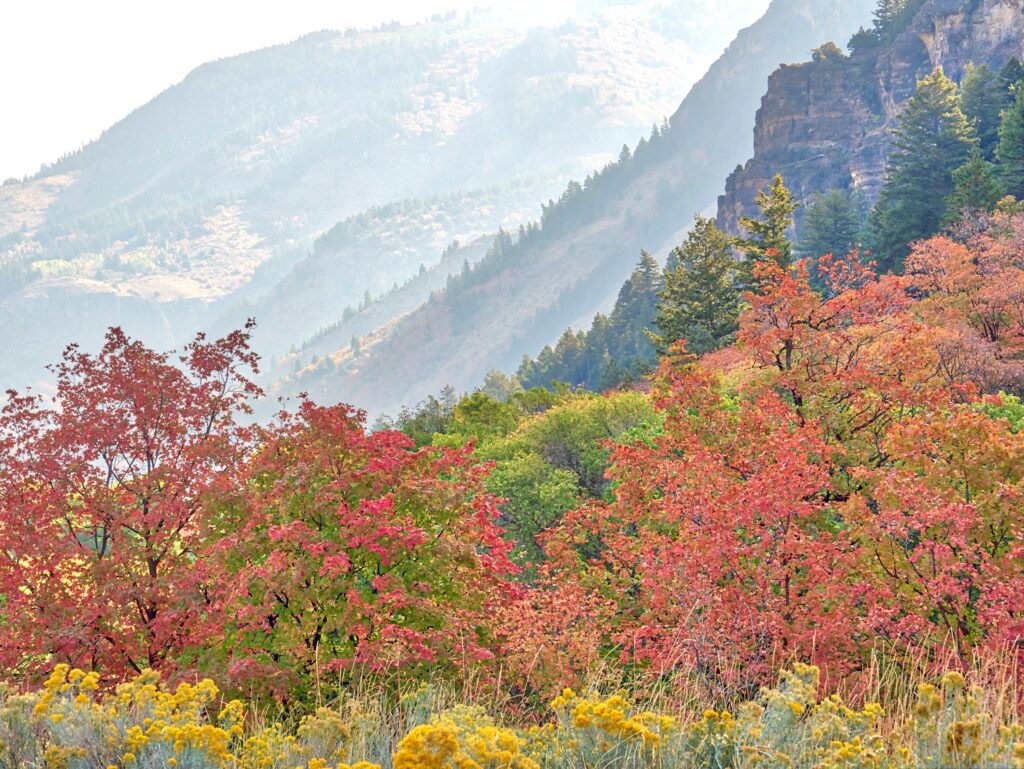 Colorful autumn trees and yellow wildflowers in the foreground, with mountains and pine trees fading into the misty background.