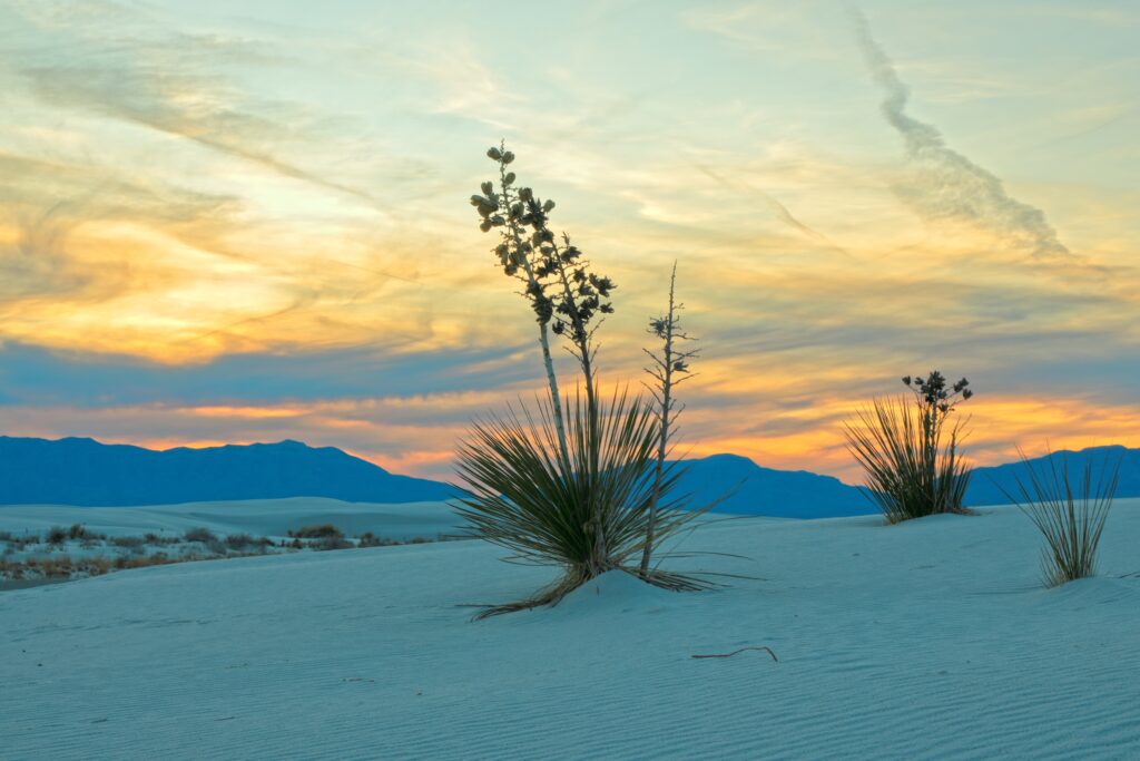 Two yucca plants grow on white sand dunes with mountains in the background and a colorful sky at sunset.