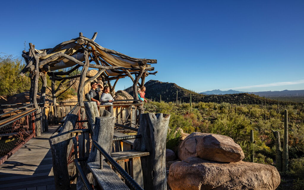 People stand on a wooden viewing deck with a rustic shade structure, overlooking a desert landscape with saguaro cacti.