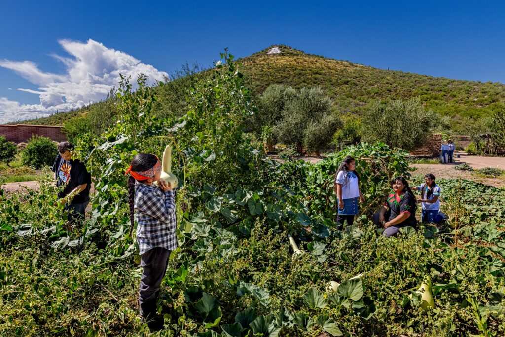 People harvesting gourds in a field with a hill in the background.