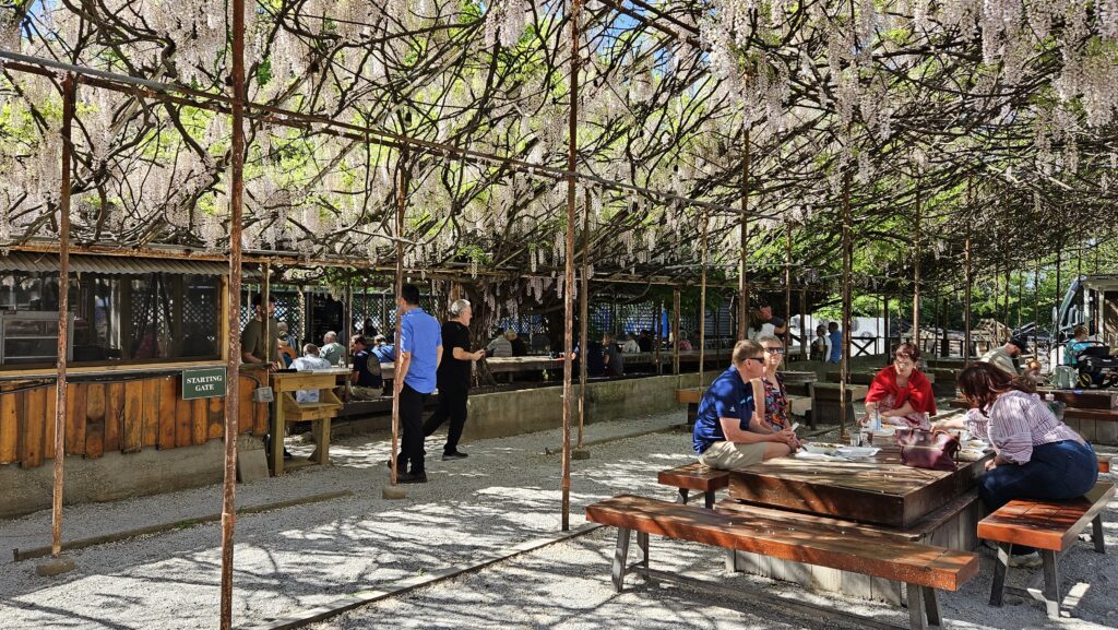 People sit at wooden tables under a canopy of blooming wisteria vines at an outdoor eatery.