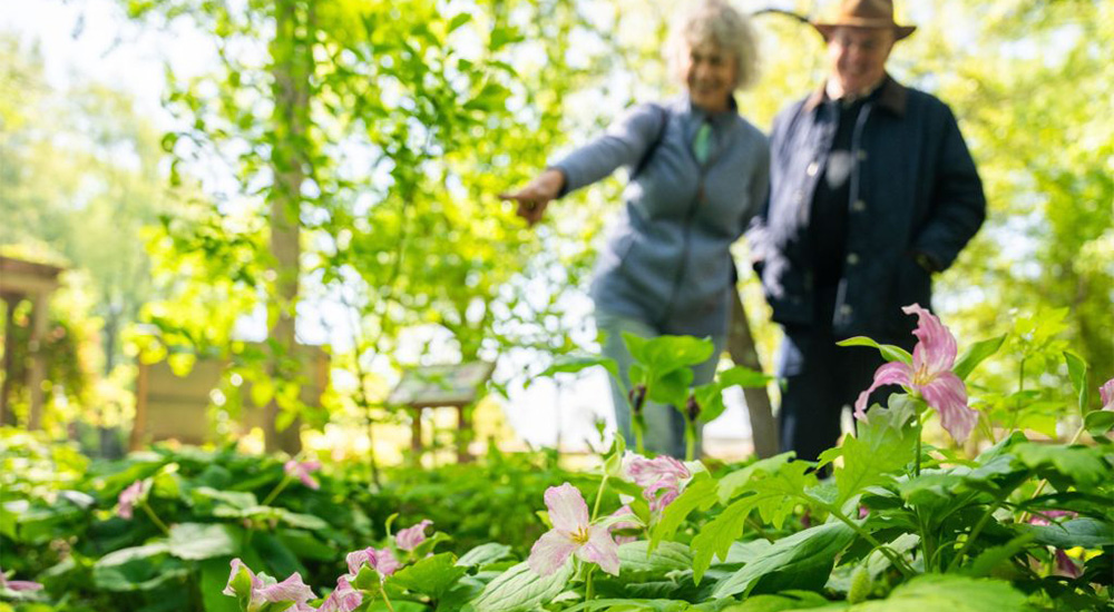 An older couple standing in a garden, looking and pointing at a patch of pink trillium flowers.