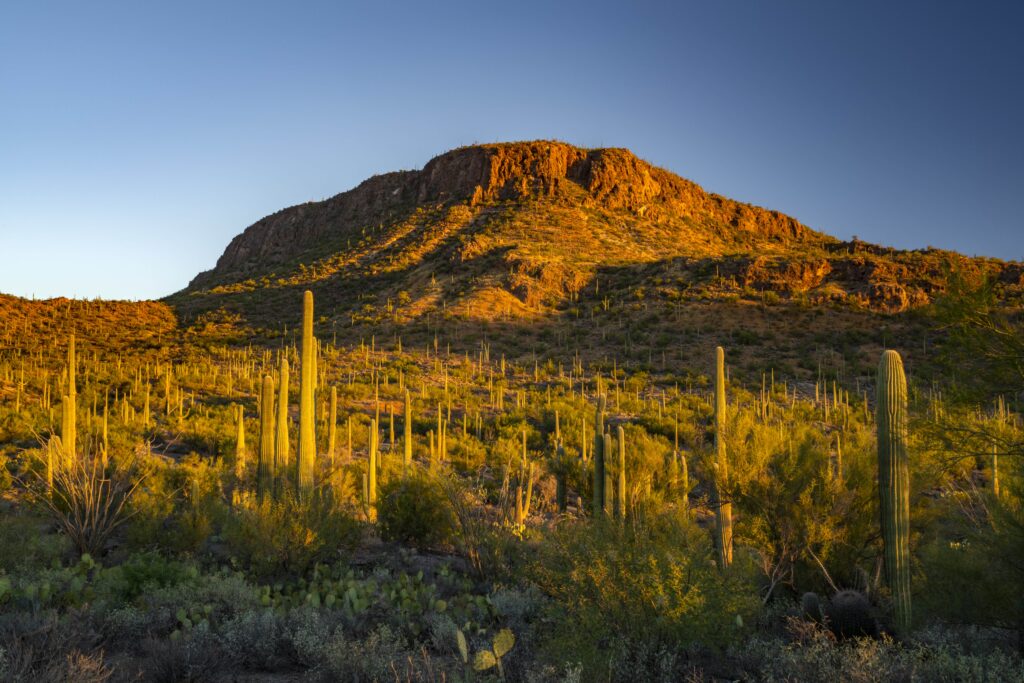 A desert landscape with a rocky mountain peak at sunset, surrounded by many saguaro cacti and brush.