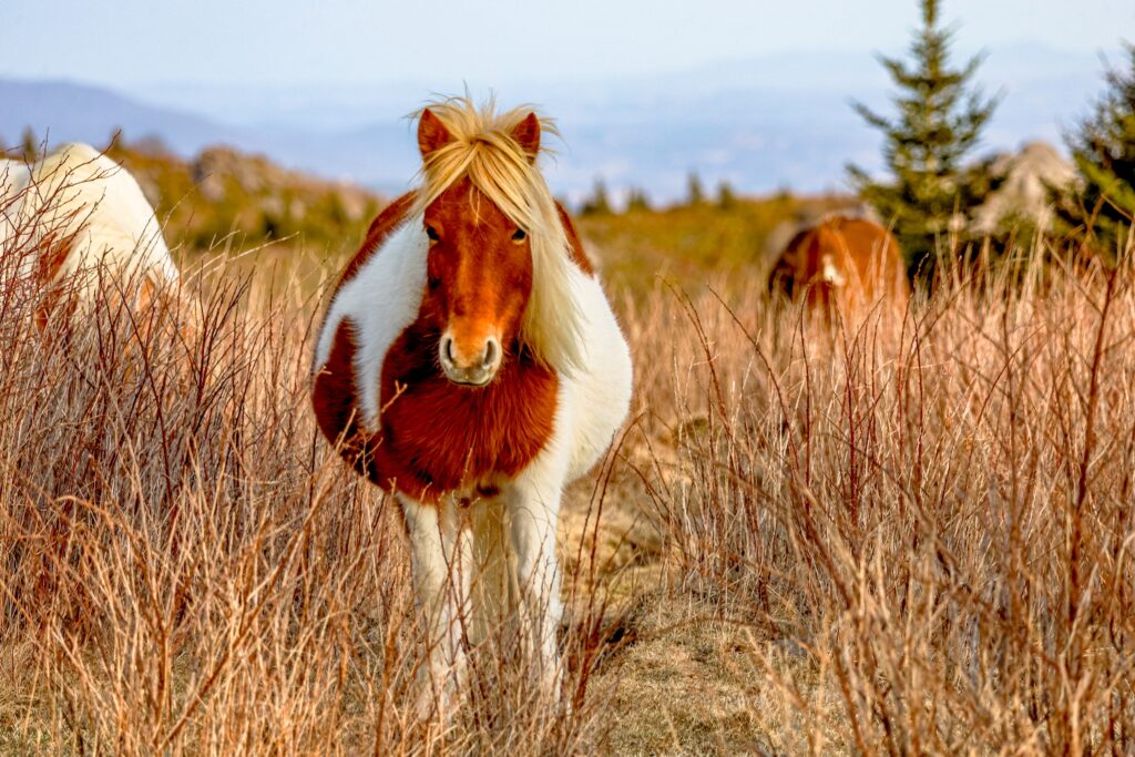 A chestnut and white pony with a long mane standing in a field of dry grass.