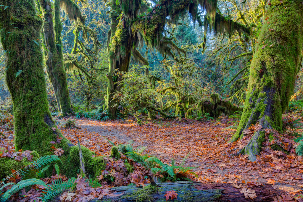 A forest path covered in fallen leaves surrounded by large trees draped in hanging moss and ferns.
